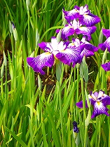 花菖蒲