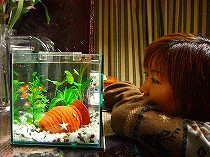 ピンポンパール