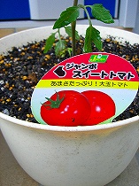 大玉