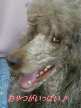 おやついっぱい