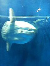 マンボウ