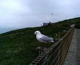 たそがれカモメ