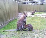 子持ちｶﾝｶﾞﾙｰ