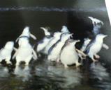 本当は・・・リトルペンギンは。