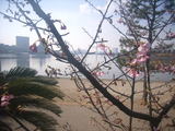桜とお台場海浜公園