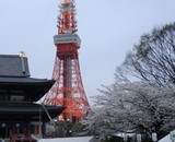 2007年4月1日増上寺さくら