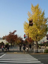 11月24日公園通り