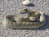 snake2