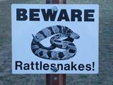 snake1