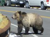 bear2