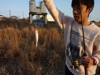 なぜかボラが？？