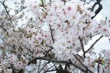 満開の桜