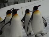 ペンギン③