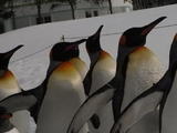 ペンギン④
