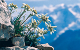 edelweiss-photo