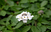 クラピアの花
