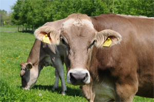 ブラウンスイス牛