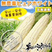 生食OK!フルーツのようなとうもろこし『ピュアホワイト』