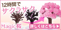 マジック桜 Made in Japan