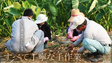 高級里芋　悪戸いも