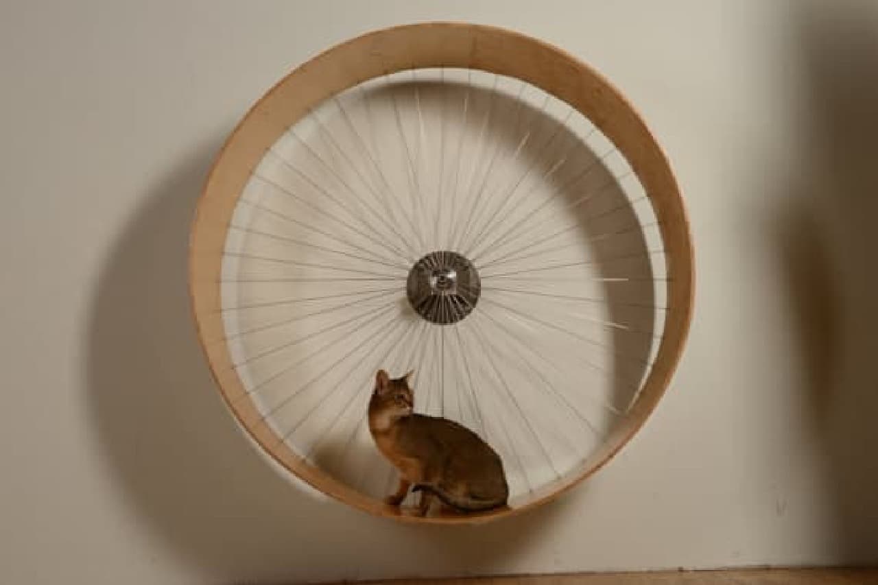 ネコがひとり遊び ネコ用のルームランナー The Cats Wall S Wheel 人生の失敗例