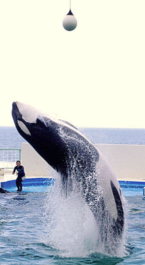 米国水族館の シャチのショー廃止 を日本企業が注目すべき理由 世界の動物愛護の動向 動物救援隊 外交官 ももこひめ