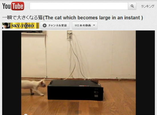 ah_cat_tunnel1.jpg