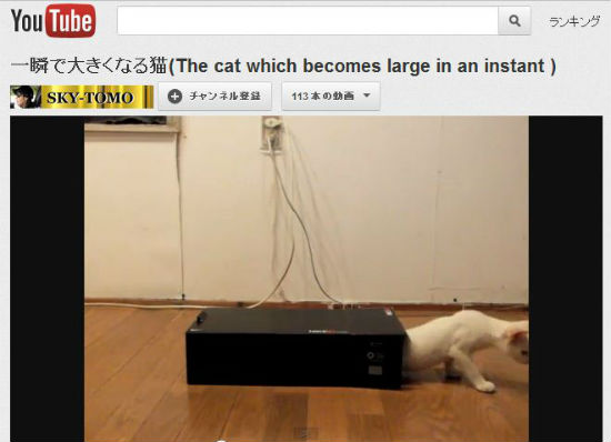 ah_cat_tunnel2.jpg