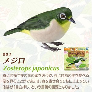 愛鳥倶楽部　ヒーリングバード04　メジロ
