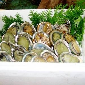 【訳あり】国産養殖アワビ500g（20～30個）