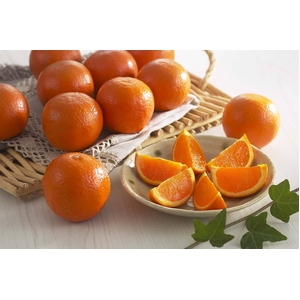 鹿児島 たんかん 2.5Kg(12～15個）