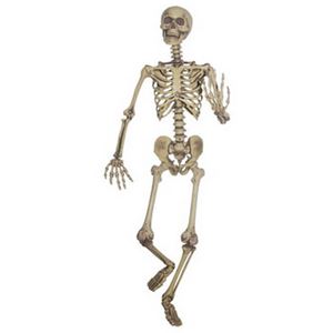 87283 Lifesize Posable Skeleton ライフサイズ ポーザブル スケルトン