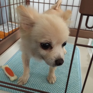 可愛いチワワ里親さん募集