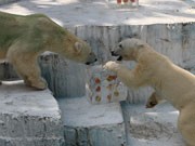 天王寺動物園のホッキョクグマに氷のプレゼント－大暑の日の恒例行事