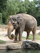 天王寺動物園で敬老の日－長寿動物に好物をプレゼント