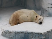 ホッキョクグマ「ゴーゴ」、天王寺動物園で誕生日イベント開催へ
