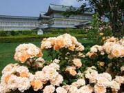 びわ湖大津館で	「ローズフェスタ」－2,000株のバラ咲き誇る