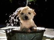 船橋東武で写真展「いぬ」－写真家・岩合光昭さん、犬撮り続け40年