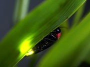 学生が育てたホタルを観賞－創価大学で「ホタルの夕べ」