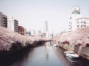 横浜・大岡川沿いで「桜まつり」-夜間のボンボリは点灯せず