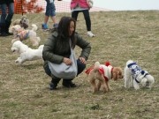横浜港シンボルタワーで「ドッグラン」-被災地の愛犬家支援も