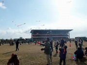 姫路競馬場で「全国凧あげ祭り」－日本全国の郷土凧が一堂に