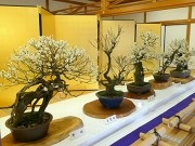 姫路・好古園で「梅花展」－ぽかぽか陽気が続き一気に見ごろに