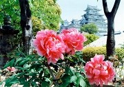 姫路城で「千姫ぼたん祭り」－千姫や鎧武者のパレードも