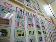 姫路で犬の譲渡会 －「今日から家族の一員に」