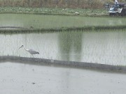 田植えの季節迎える姫路 －入梅早まり雨の中、古代米も