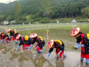 姫路で田んぼアート「お田植え祭」－市民500人が田植えに挑戦