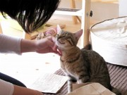 姫路に猫カフェ「ねこびやか」－猫スタッフ6匹がお出迎え