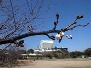 姫路城の桜咲く－春の観光シーズンを前に