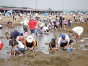 播磨灘に潮干狩りシーズン到来－姫路・的形で潮干狩り場開き